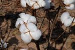 Cotton